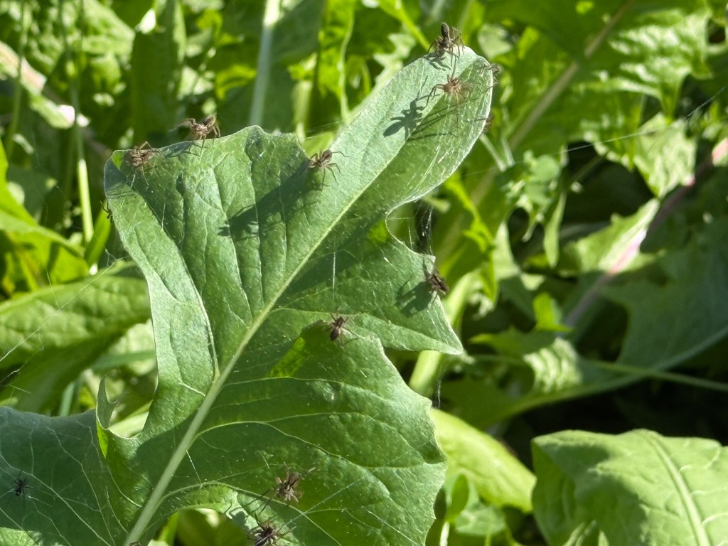 Close up of chicory leaf with 10 spiders on it.