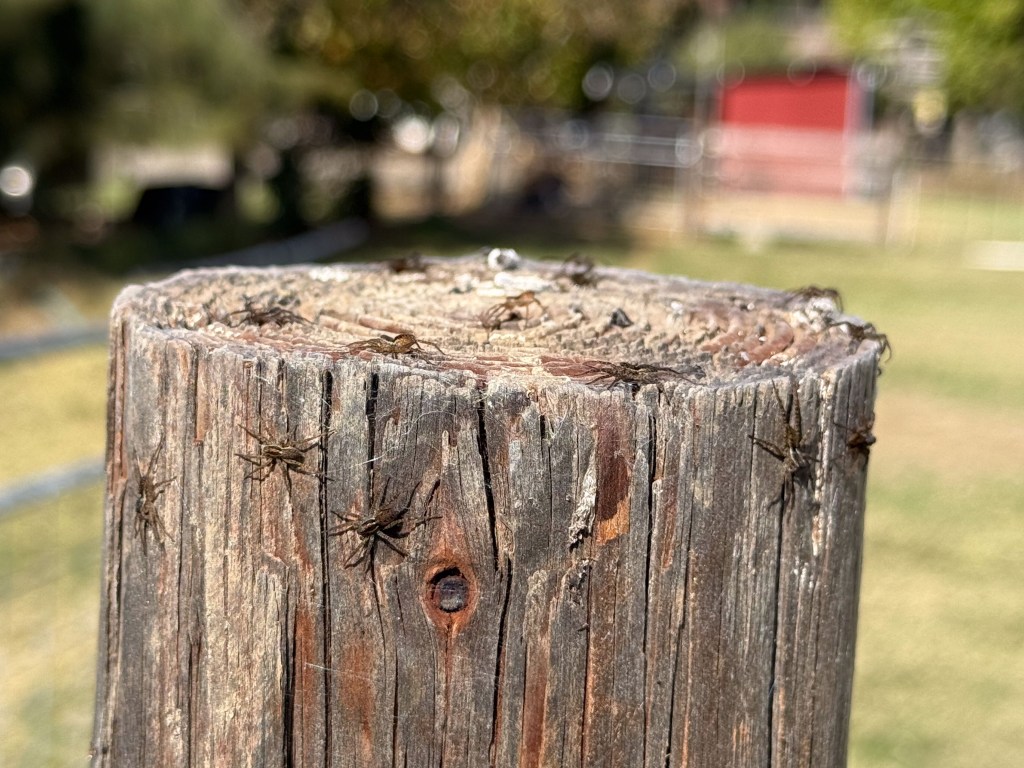 Top of wooden post with a dozen spiders