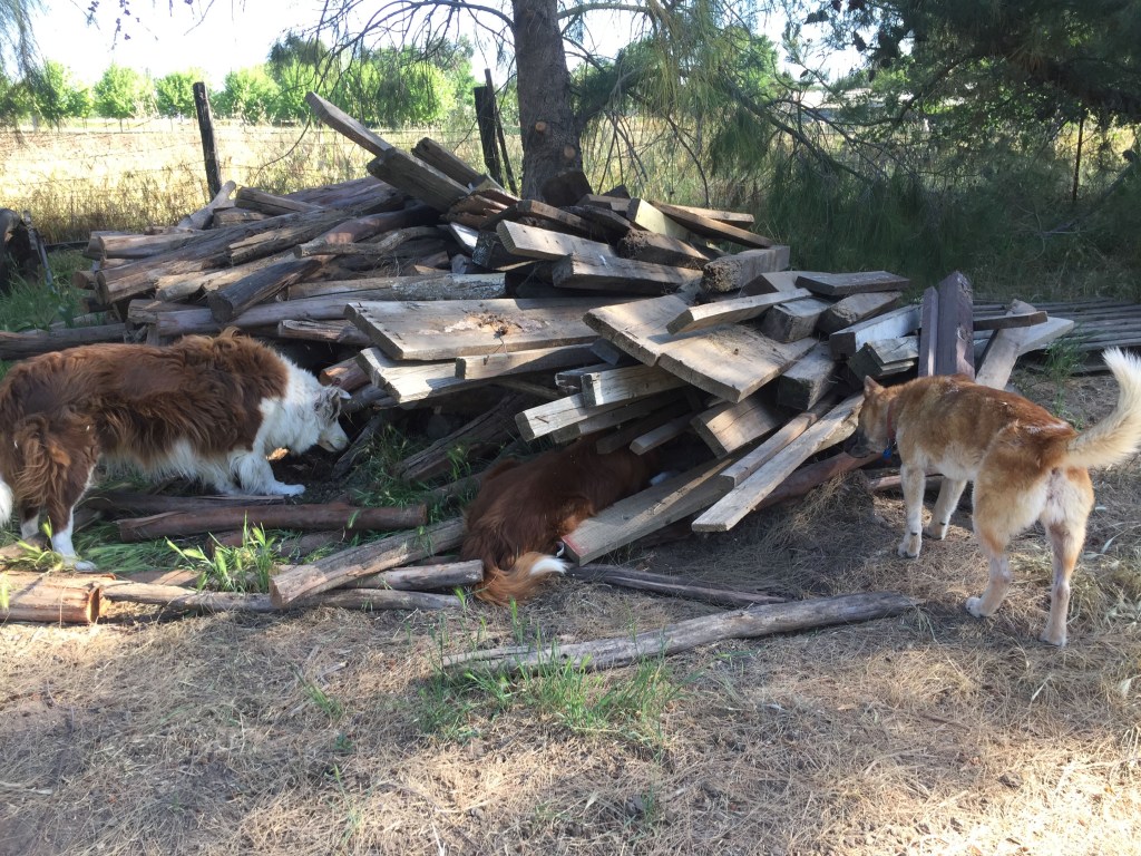 Three dogs looking in a pile of lumber for a rodent.
