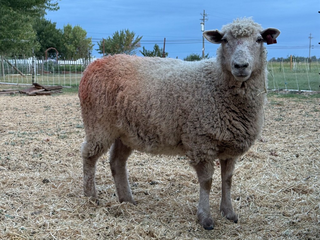 White ewe with orange marker on her rear indicated that she was bred.