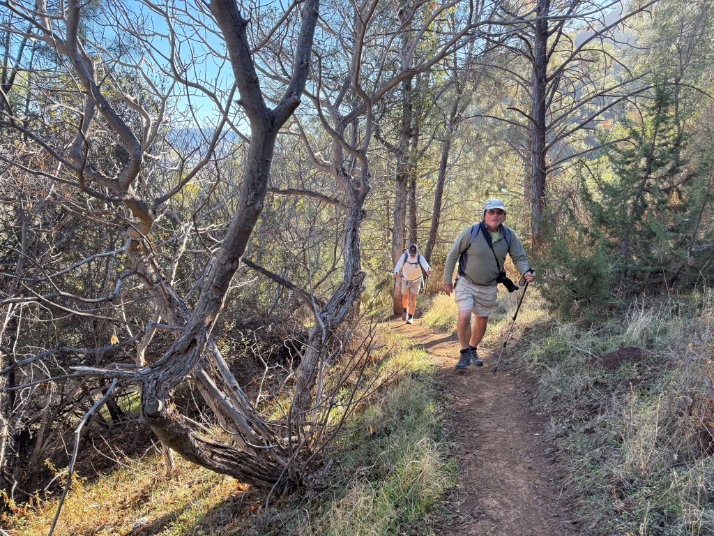 Two people hiking a trail through oak woodland.