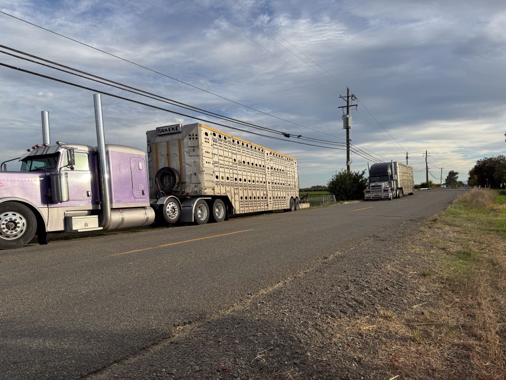 Two semi trucks with large livestock trailers parked on the road.