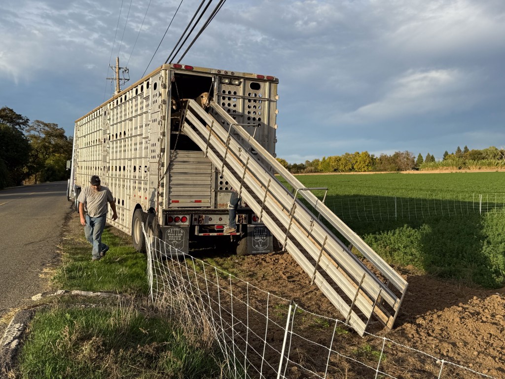Ramp at the upper level of a livestock trailer where a sheep is looking out.