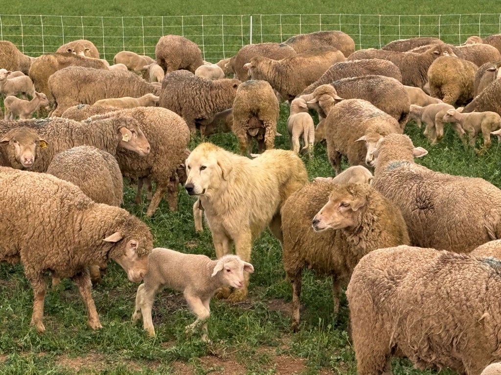 Ewes and lambs with a white guardian dog.