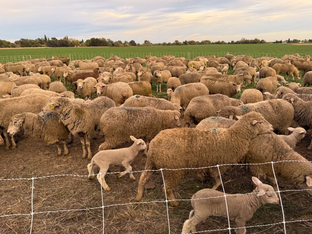 Flock of ewes and lambs held within a net fence.