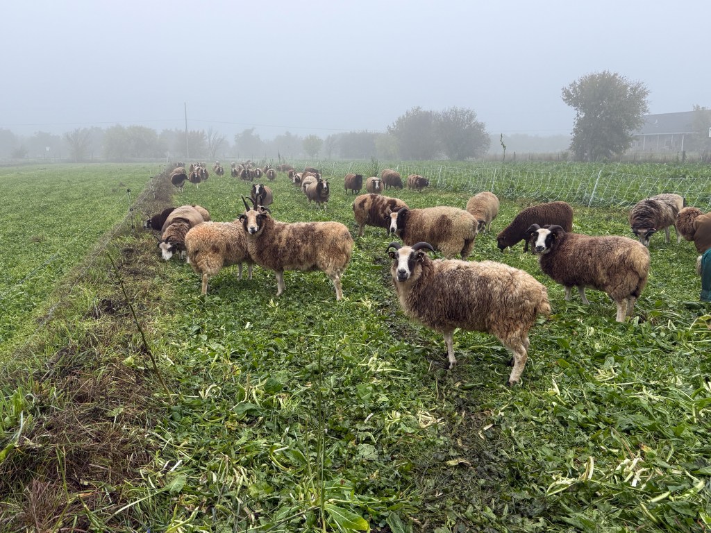 Jacob sheep on pasture grazed and trampled. A foggy morning.