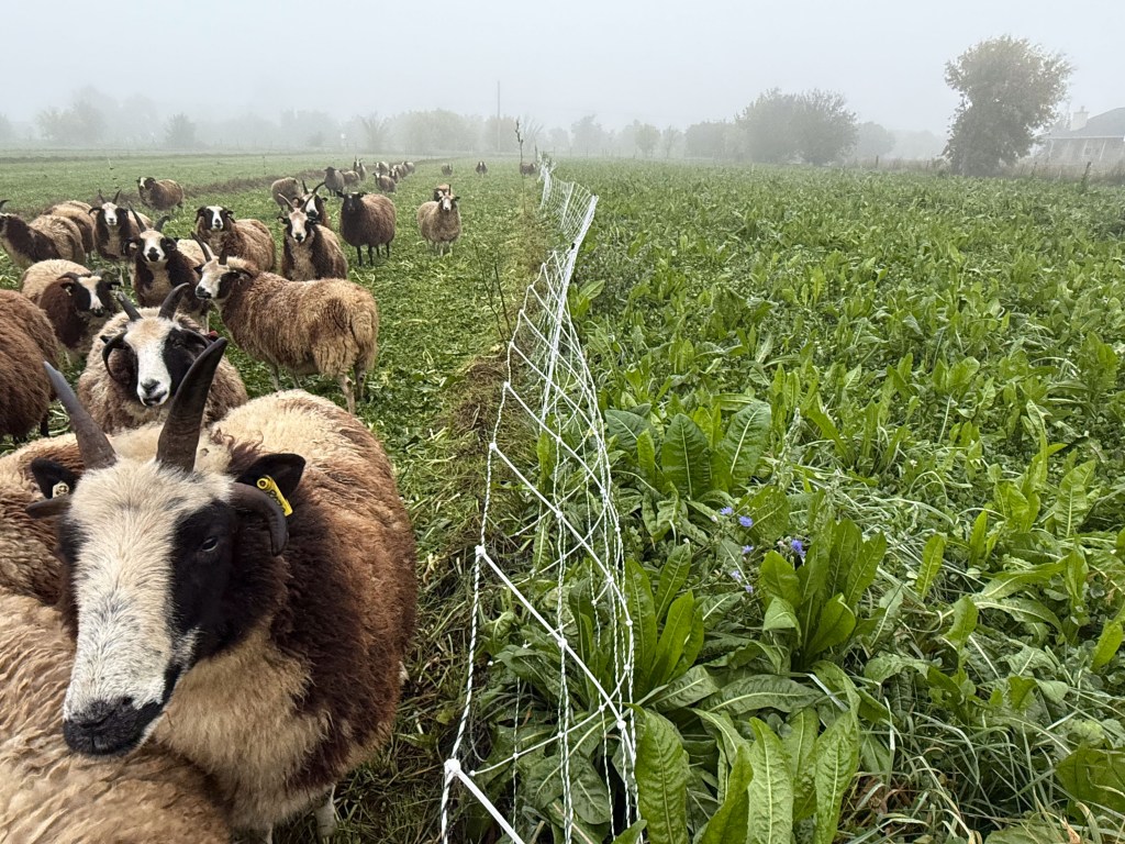 White electric net fence with sheep on the left and fresh pasture on the right.
