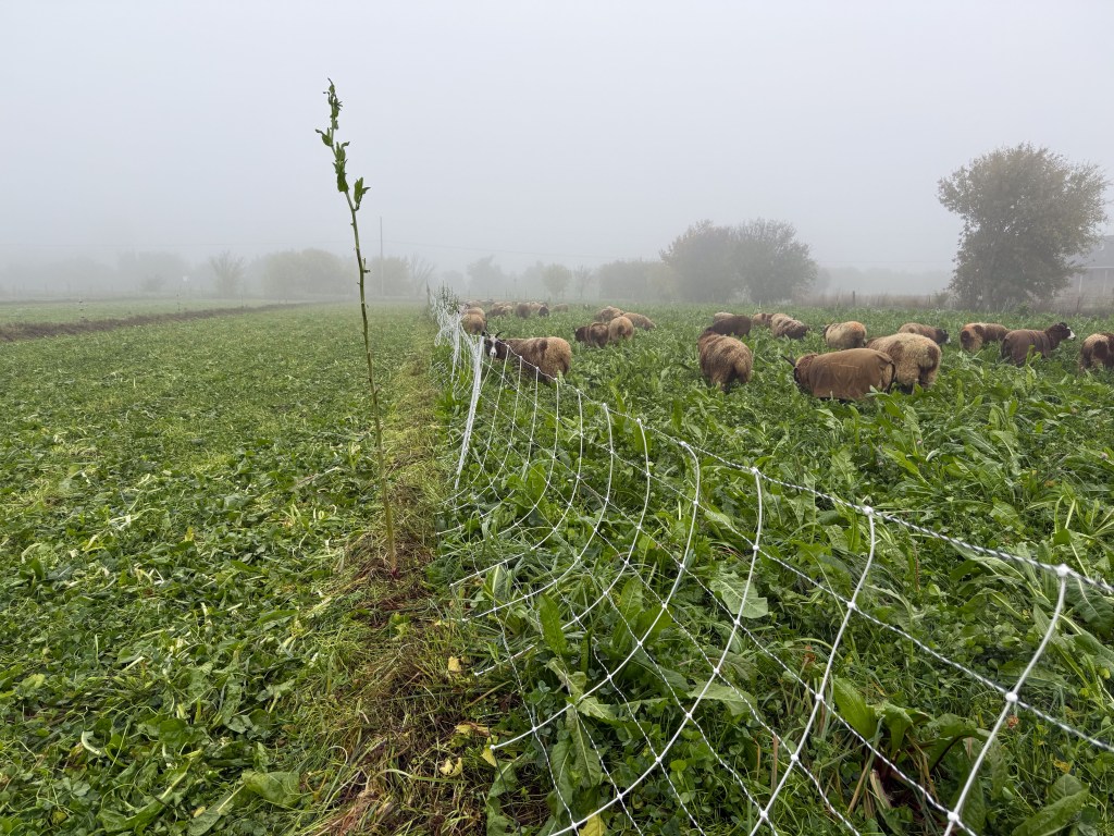 Fresh pasture on the right with sheep grazing. White e-net fence down the middle and grazed pasture on the left.