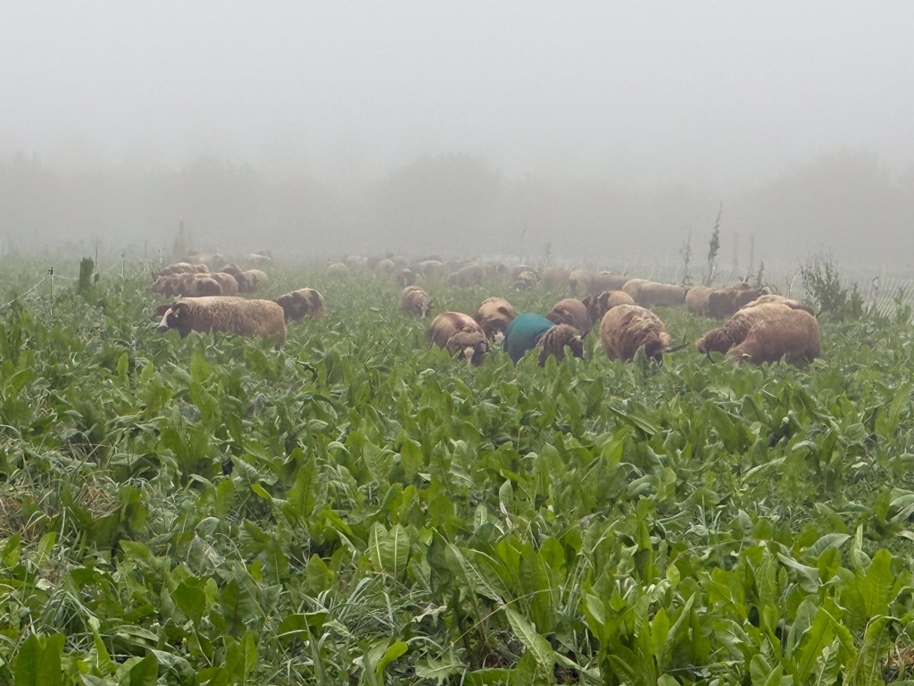 Sheep grazing chicory and clover on a foggy morning.