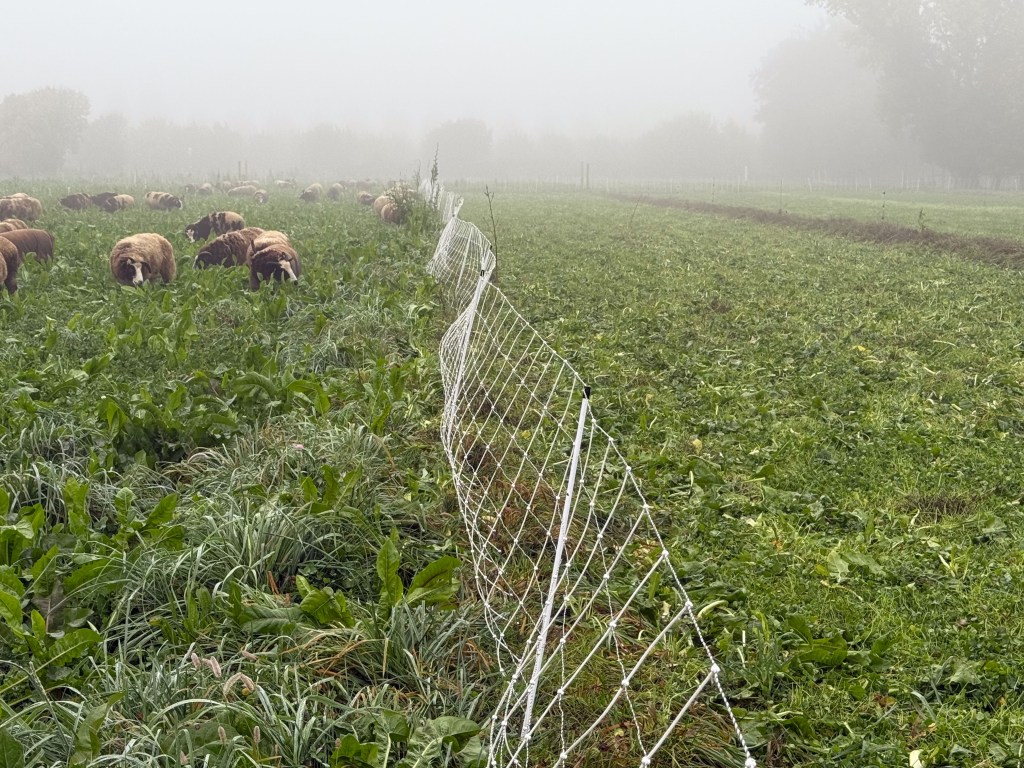 White net fence in the middle with grazed field on the right and not grazed on the left. 