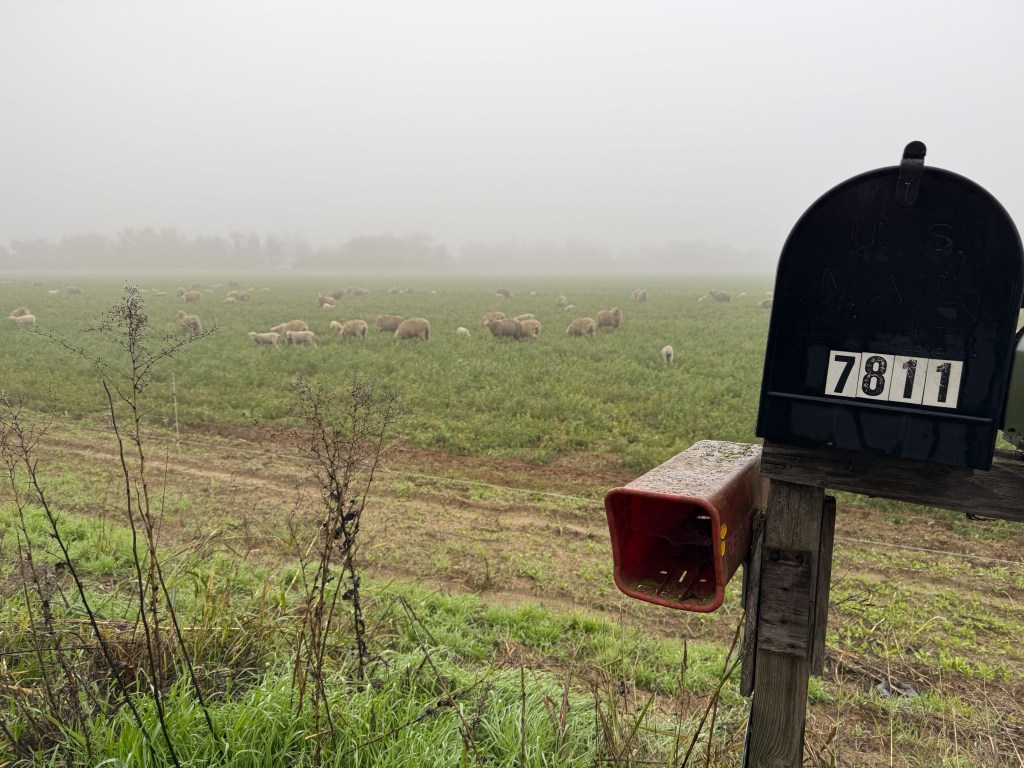 Mailbox in foreground with sheep grazing alfalfa in the background.