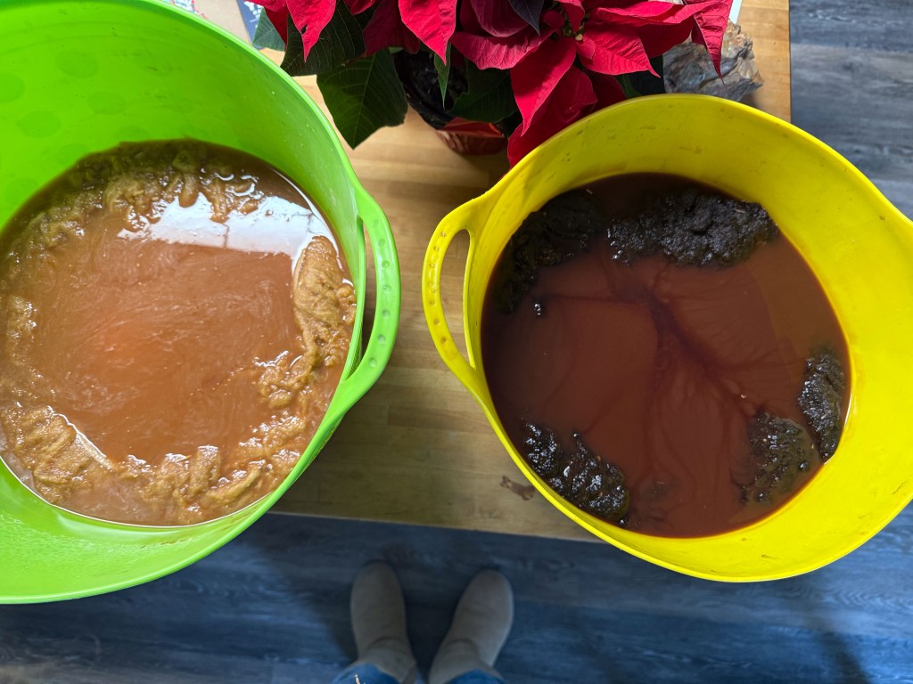 Two plastic containers with sheepskin pieces soaking in tannin, making the solution look red.