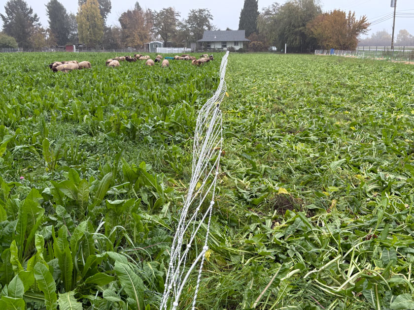 Green pasture with white net fence separating it in half. Sheep are grazing on the left.