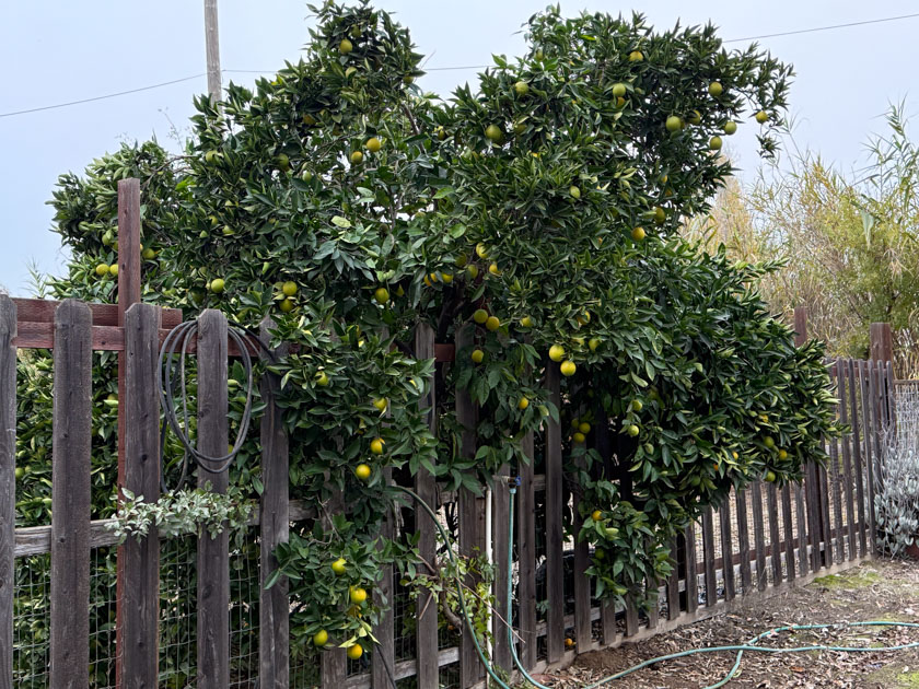 Orange tree growing through a wooden fence.