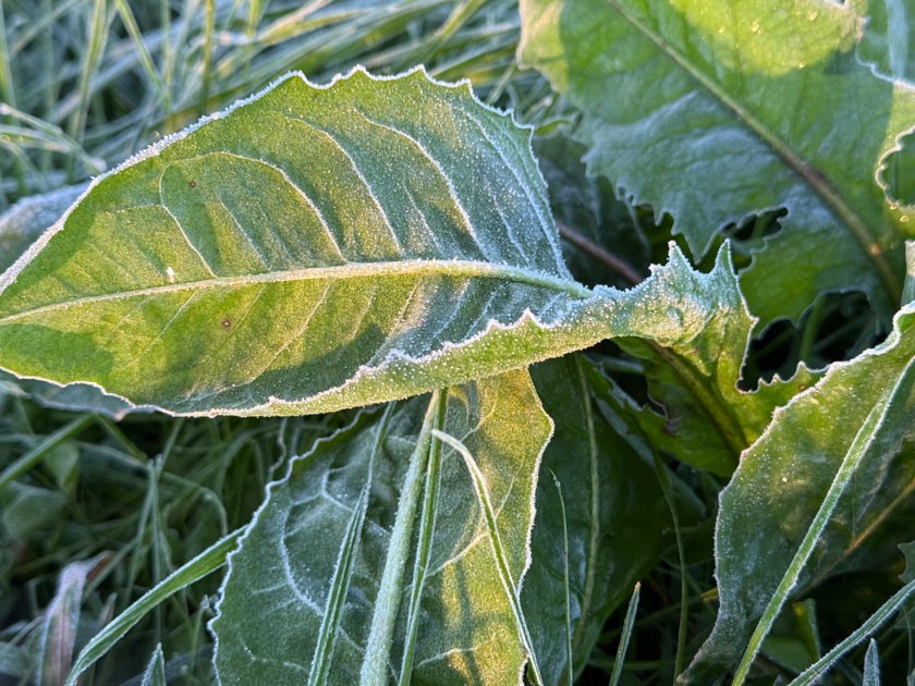 Green leaves with frost on the veins and the edges.