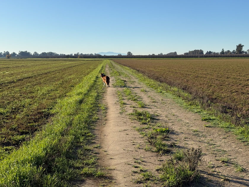 Dirt road with grazed alfalfa fields on both sides. Mt. Diablo in the distant background.