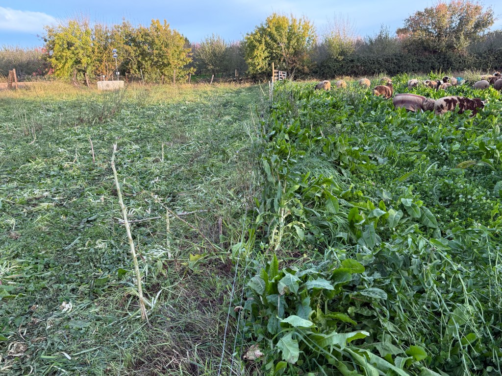 View down the fence line of a grazed field on the left and not grazed field on the right. Sheep were just turned into the right field.