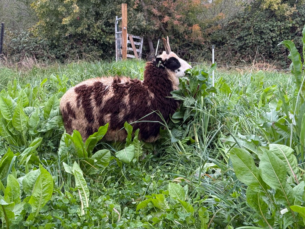 Jacob sheep eating leaves of chicory in green pasture.