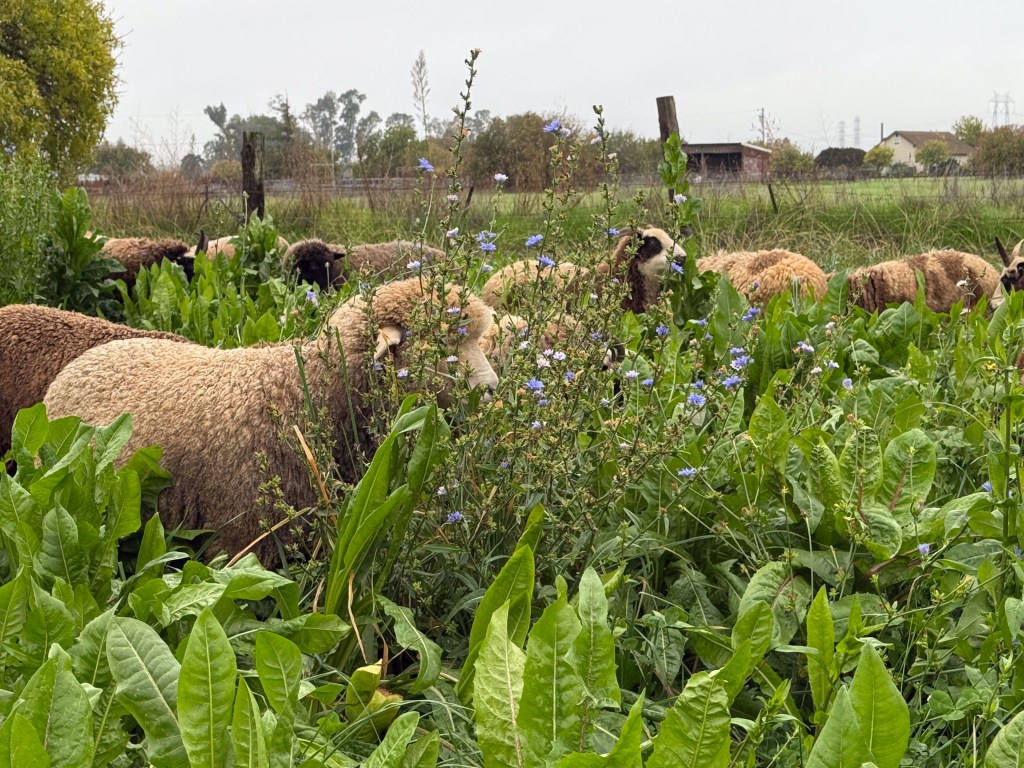 Sheep eating chicory leaves in thick pasture.