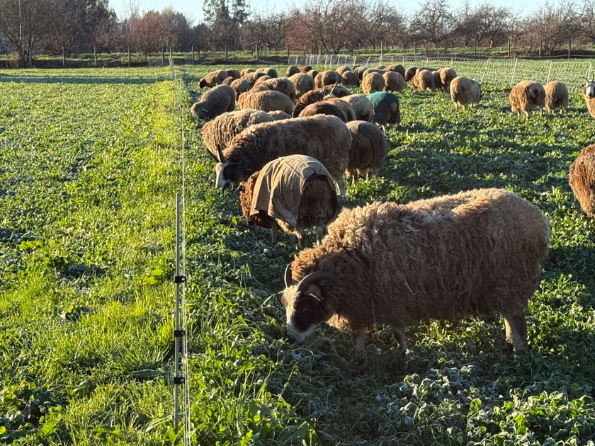 Sheep grazing green pasture at the fence line.
