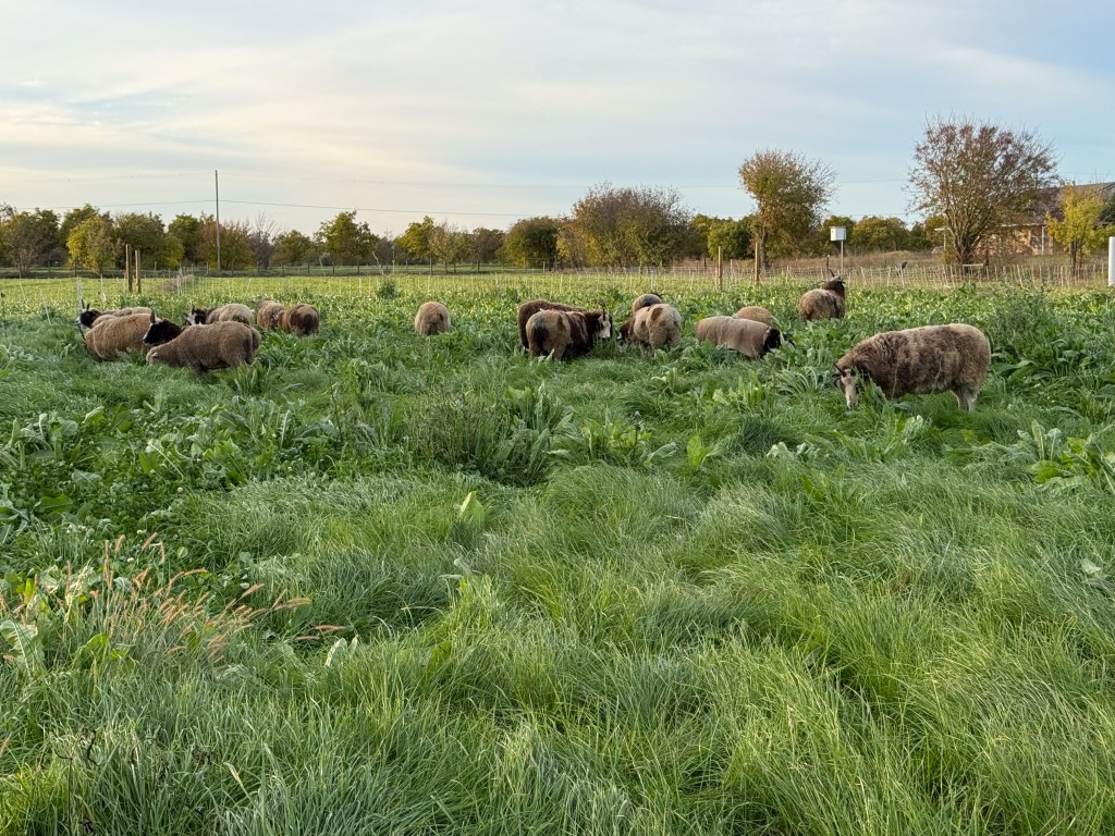 Jacob sheep grazing field full of green grass.