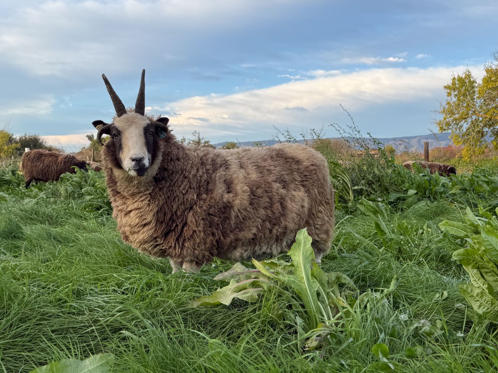 Four horned Jacob ewe in green pasture with blue sky behind.