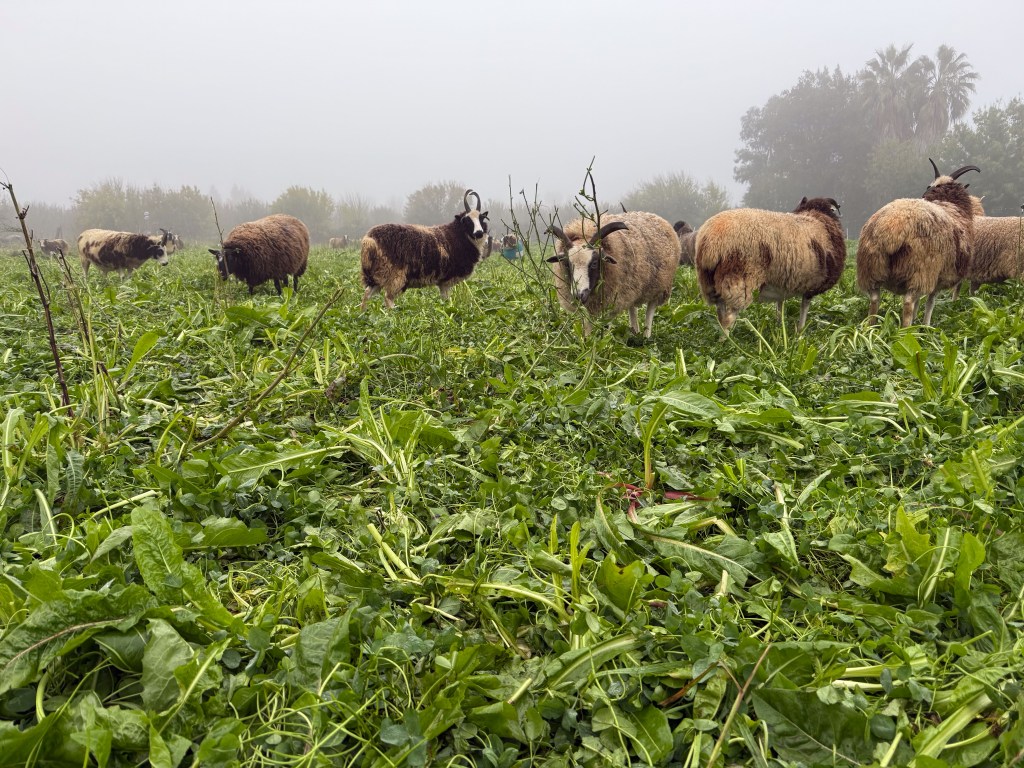 Jacob sheep grazing green pasture in the fog.