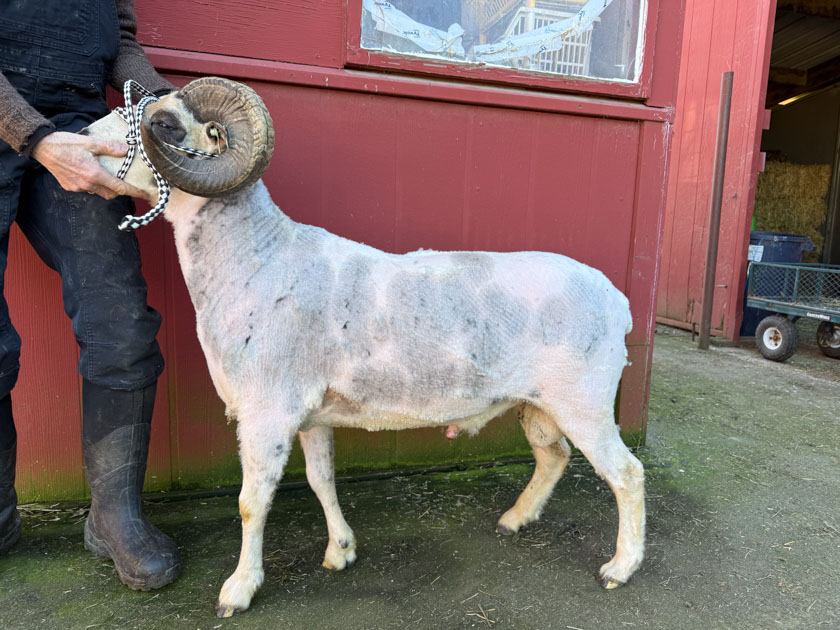 Two horn "lilac", gray and white Jacob ram, just shorn.