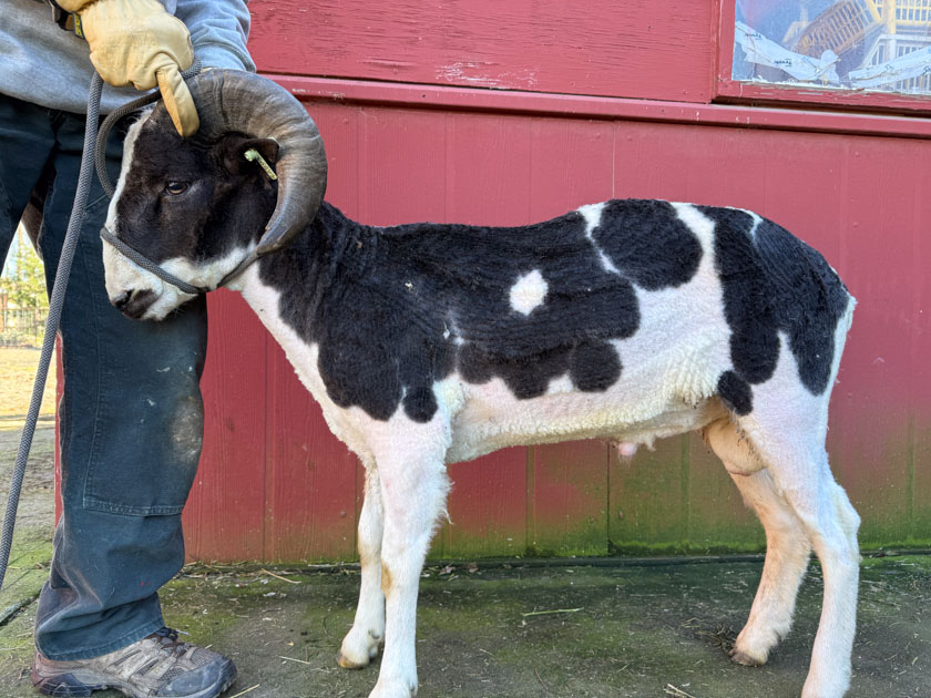 Two horned black and white Jacob ram, just shorn.
