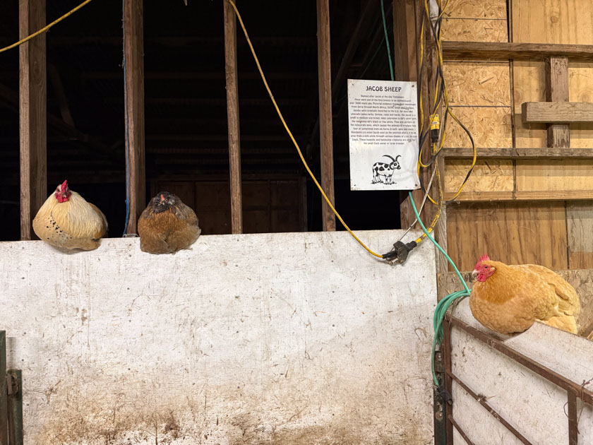Three chickens roosting on white plywood walls in the barn.