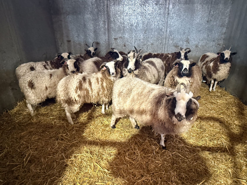A dozen Jacob sheep in a metal horse stall.