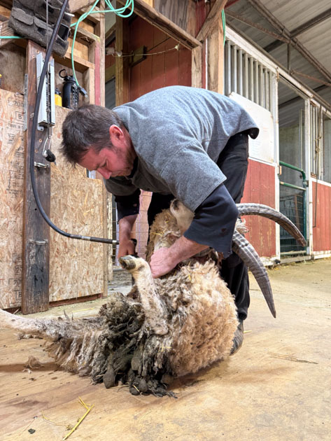 Shearer bending over to hold onto 4-horn ram while shearing him.