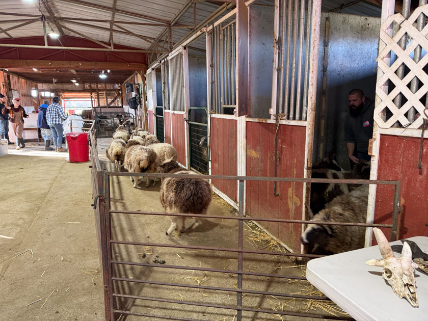 Barn with panels set up and Jacob ewes moving down the lane.