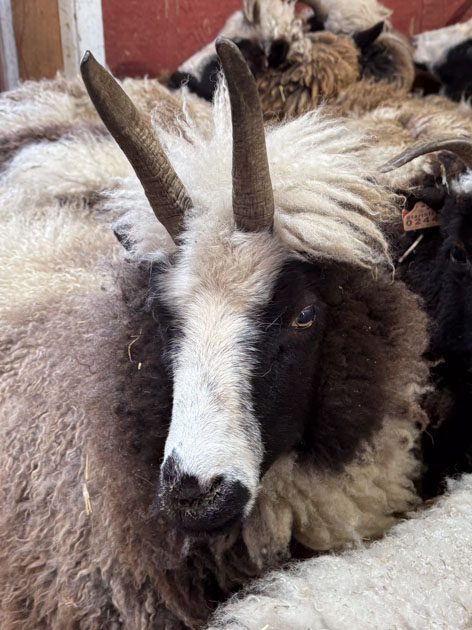 Close up view of 4 horn Jacob ewe with two horns pointing straight up.