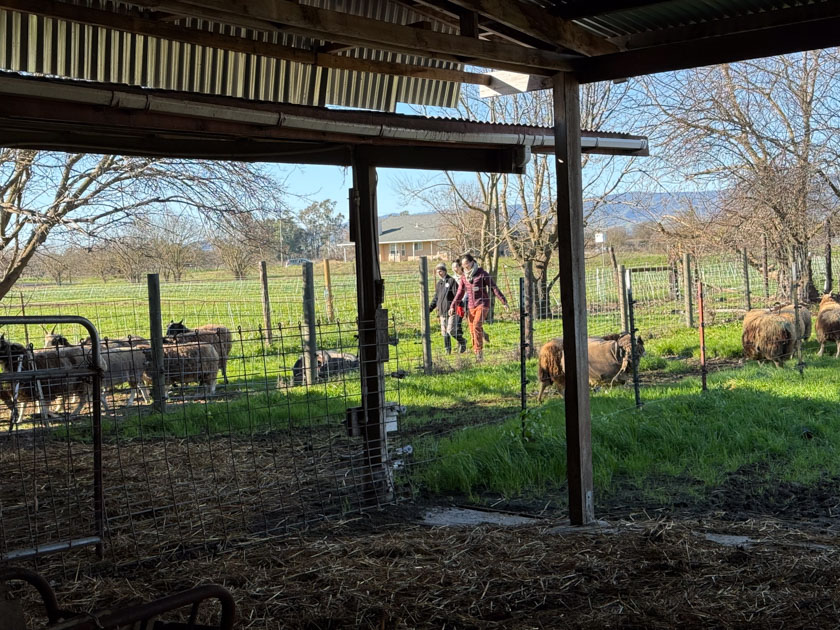 Three people moving sheep into the barn from grassy area.