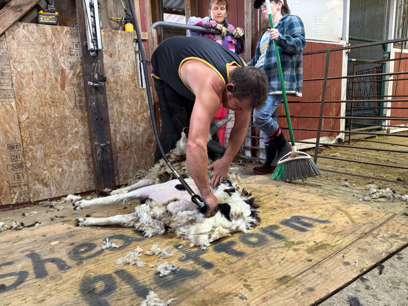 Sheep shearer shearing a Jacob ram.