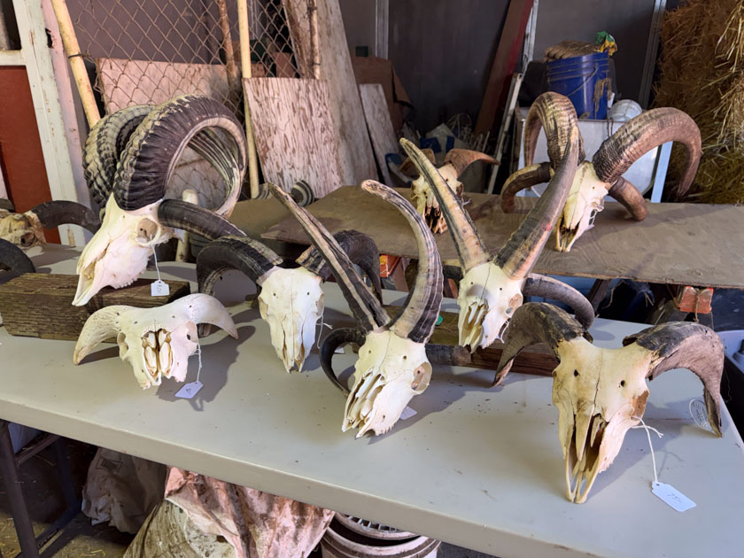 Two and four horned skulls cleaned and on a table.