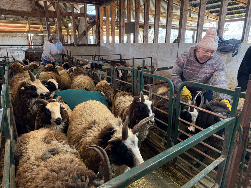 Jacob sheep crowded into pens for shearing.