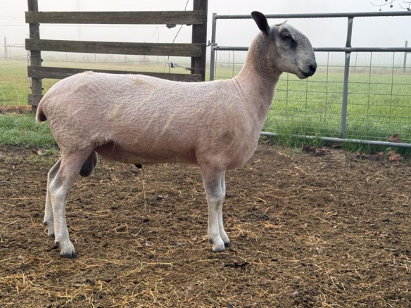 Blue faced Leicester ram, just shorn.