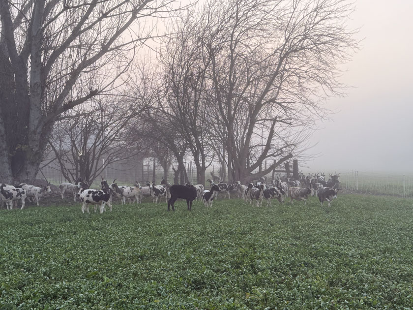 Jacob sheep entering green pasture with thick fog in the background.