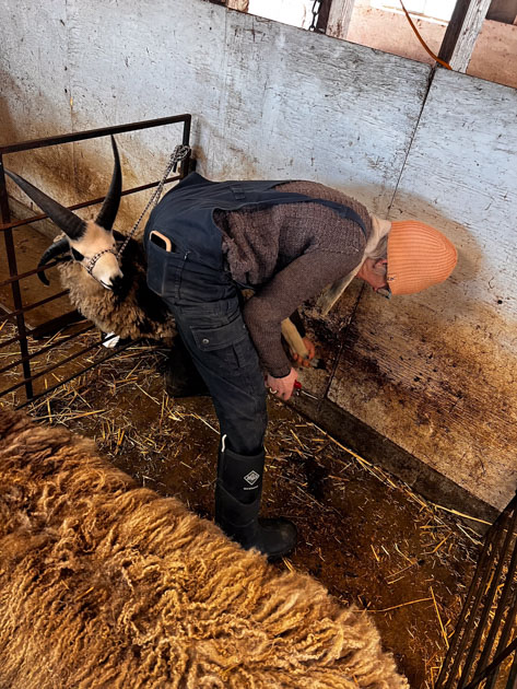 Woman in overalls bending over trimming feet on a 4-horn ram.