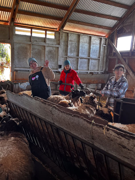 Three people in the barn working with sheep.