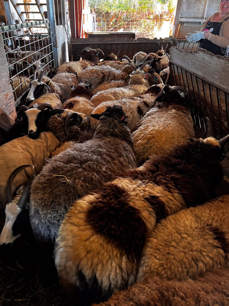 Tightly packed group of Jacob sheep waiting to move through a gate.