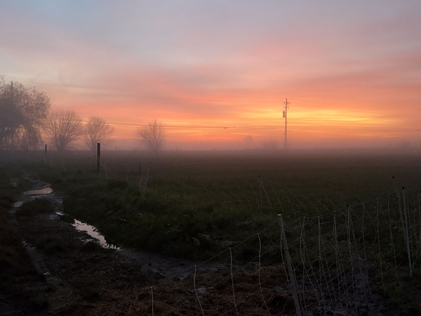 Sunrise in the fog with foreground of trees and dark pasture.