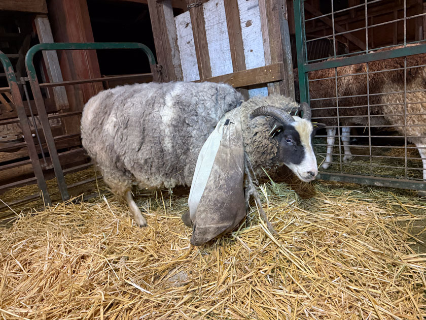 Jacob sheep with a sheep coat that has come off the back and is being dragged around the front. 