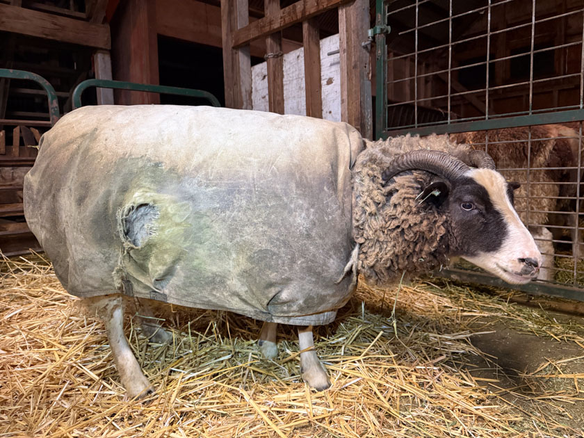 Jacob ewe wearing a coat to protect the fleece.