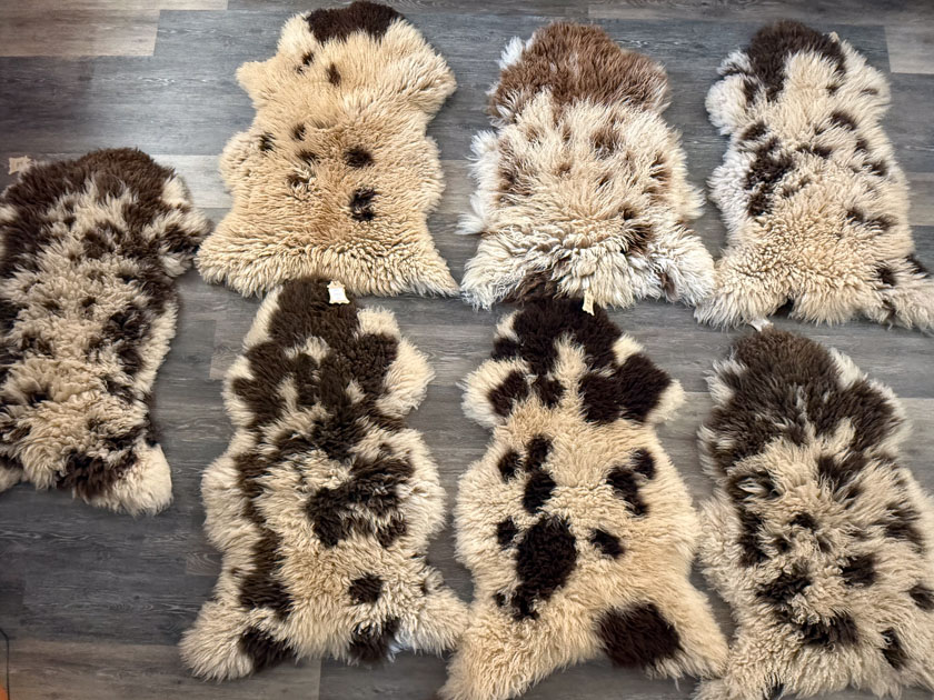 Five spotted sheepskins.