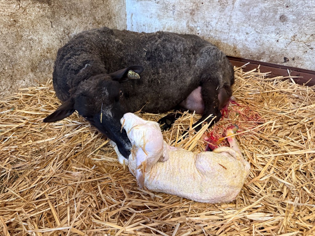 Big black ewe with newborn white lamb.