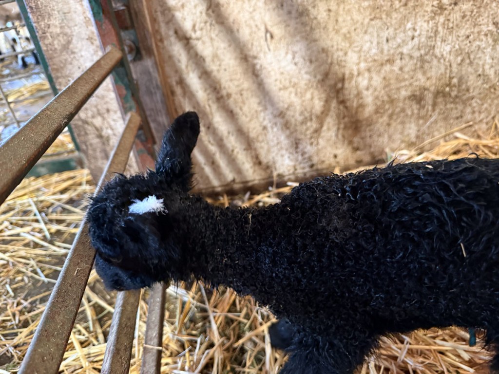 Black lamb with a white feather on its head.