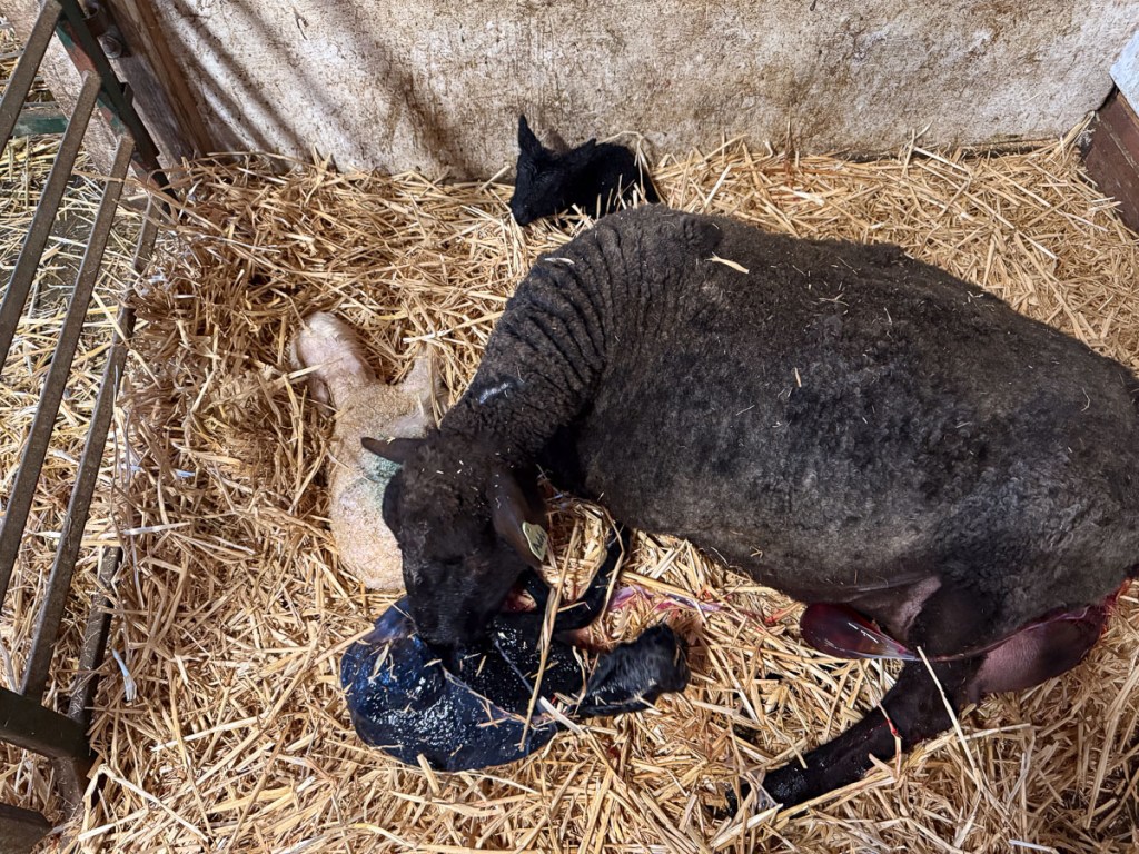 Big black ewe lying down with newborn lambs, two black and one white.